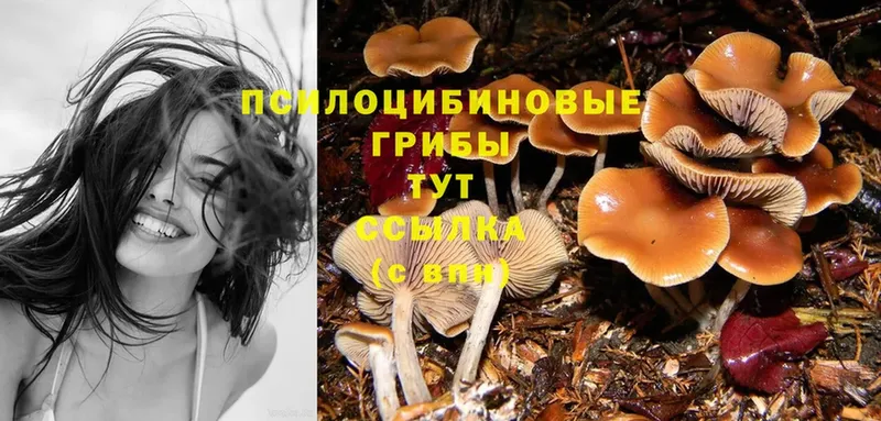 где купить наркоту  Дмитров  Псилоцибиновые грибы MAGIC MUSHROOMS 